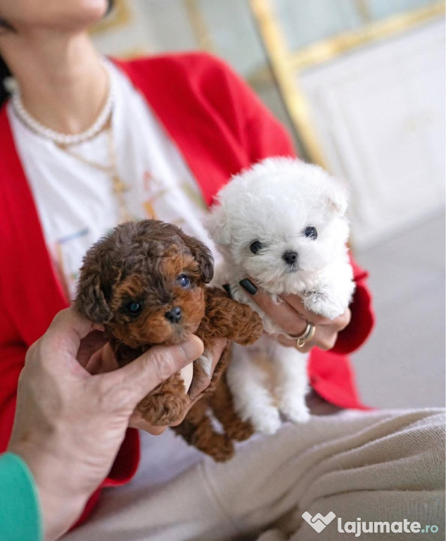 Maltipoo TeaCup Toy ( Autentici si ireprosabili)