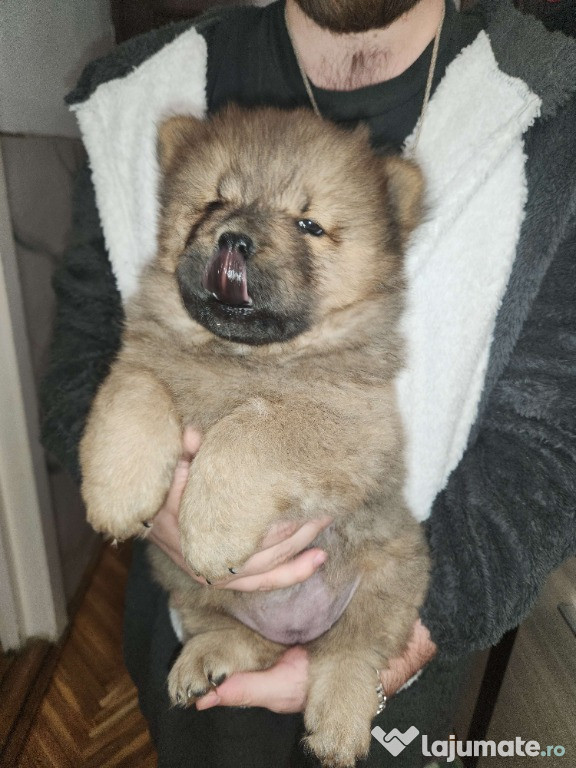 Vand pui de caine Chow Chow