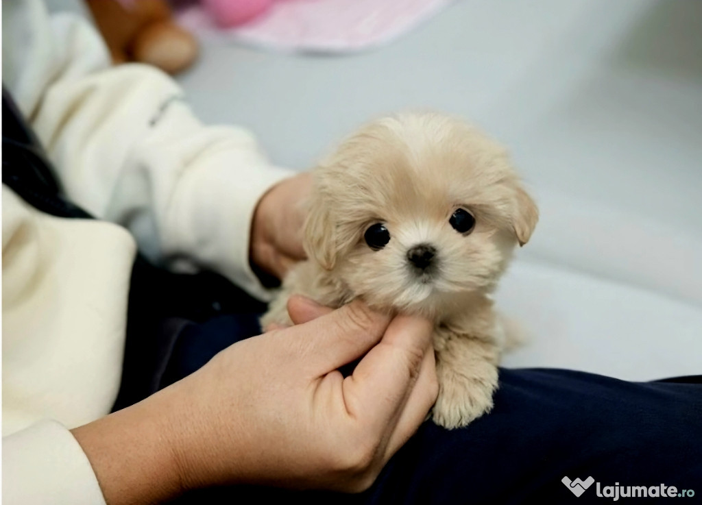 Bichon Maltez/Maltese Apricot