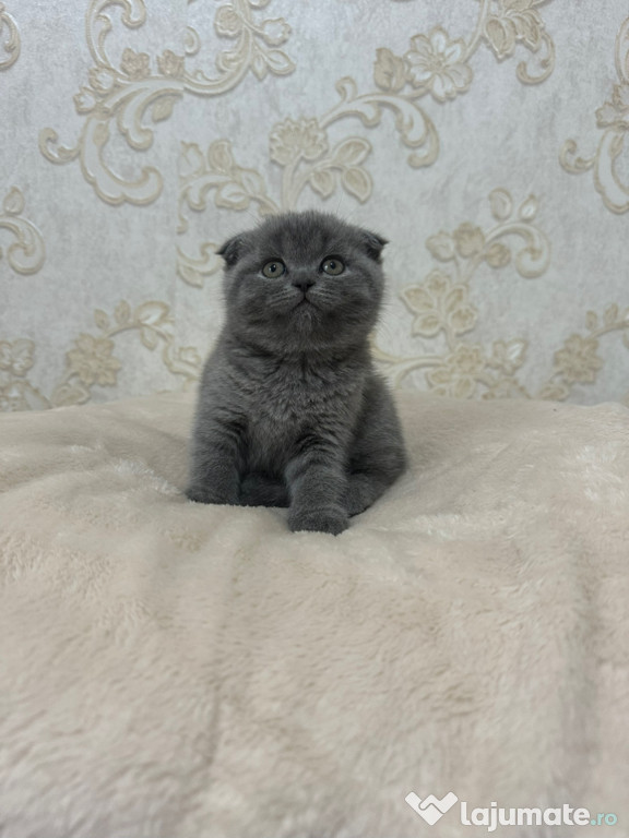 Scottish fold puiuți superbi