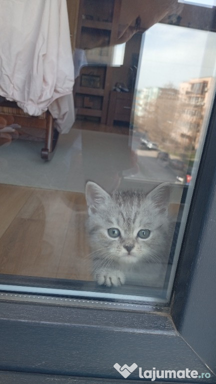 Vând pisica Brittish ShortHair blue