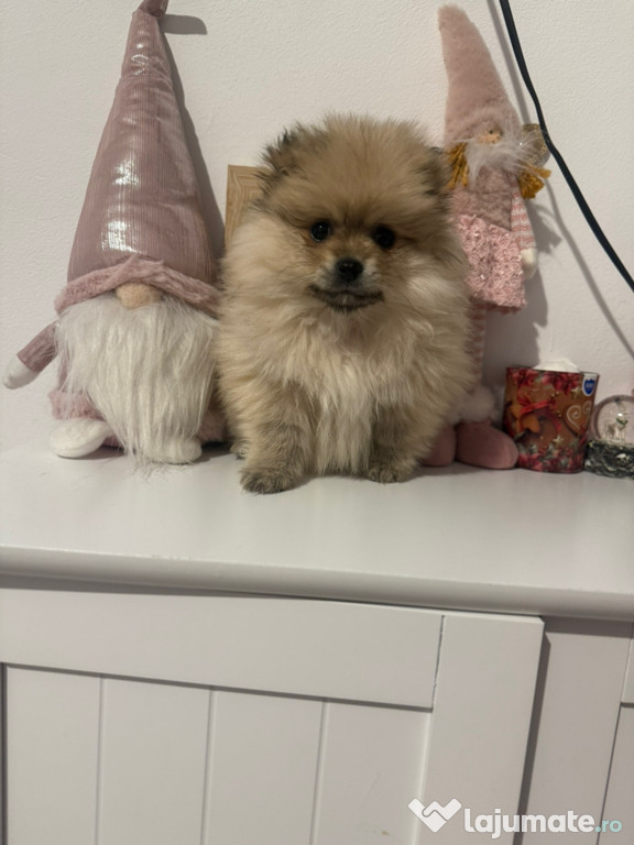 Pomeranian splitz