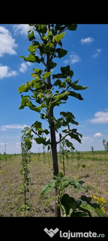 Paulownia Tomentosa Arbori ,Copaci de vinzare inaltime 2 m + 6 m