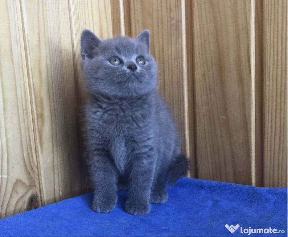 British shorthair pui