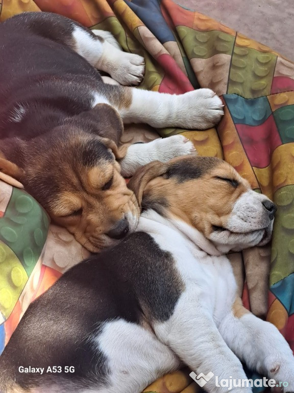Pui de beagle tricolor