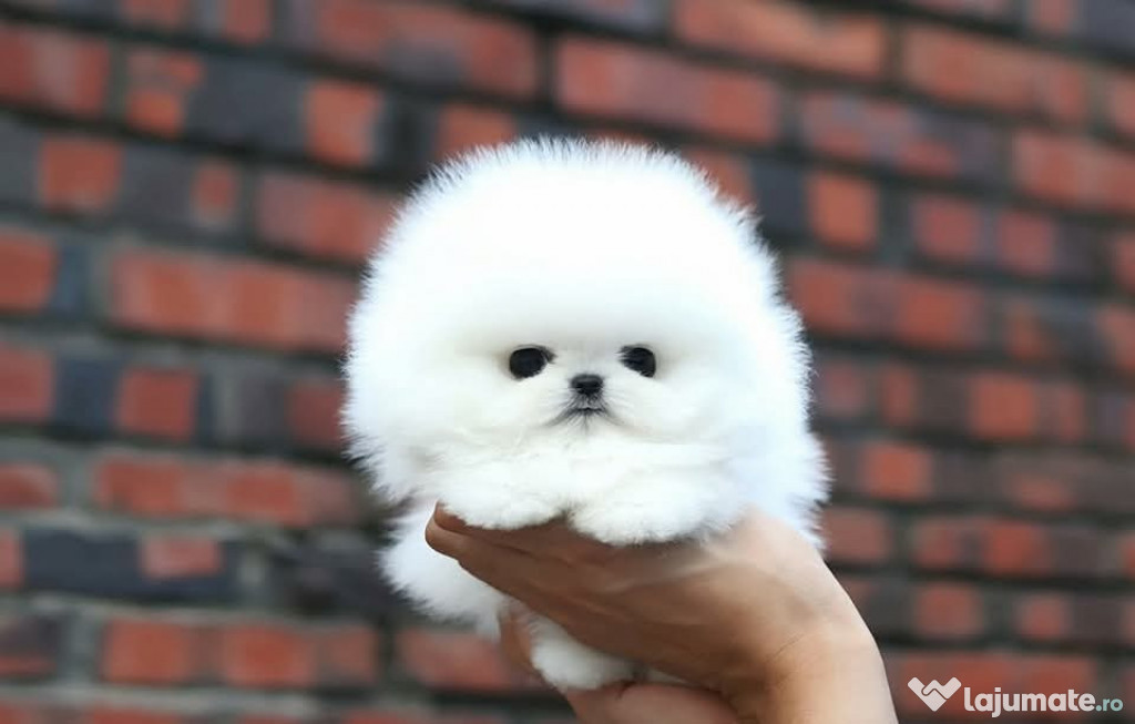 Pomeranian teacup puppy