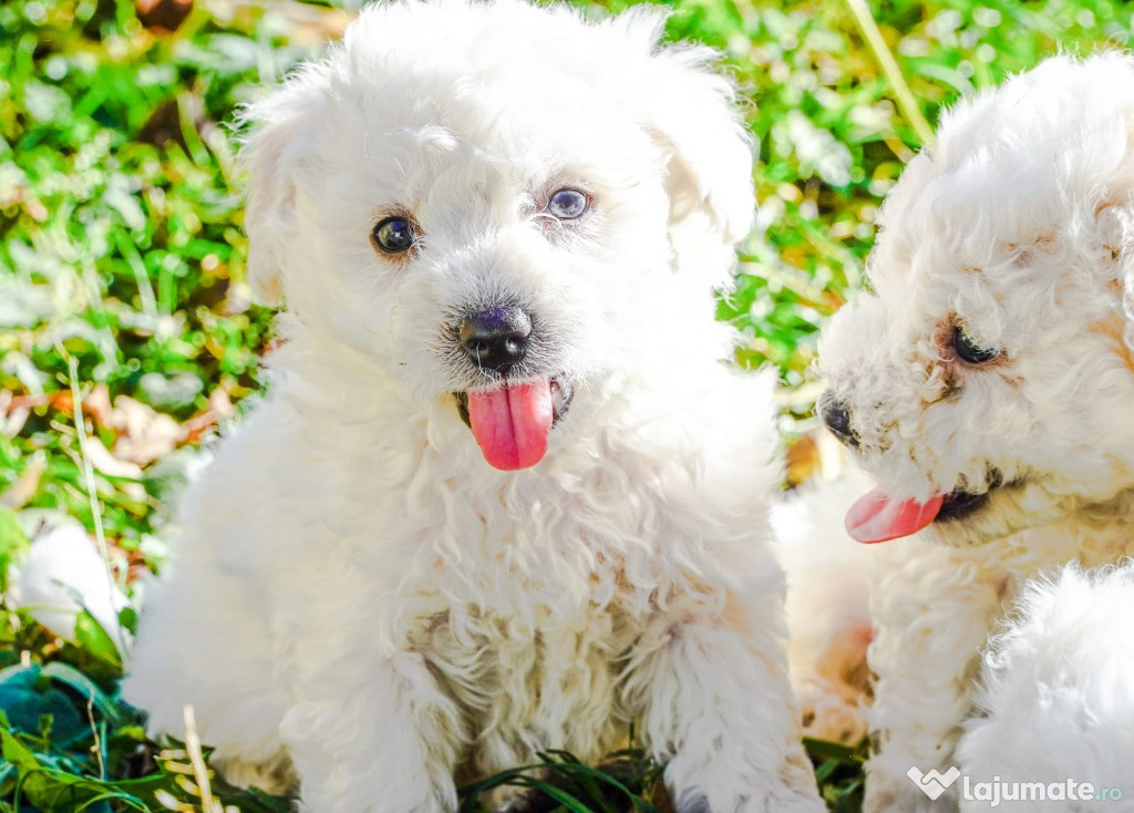 Vând pui de bichon maltez
