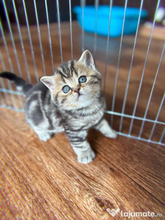 Puiuți British tabby