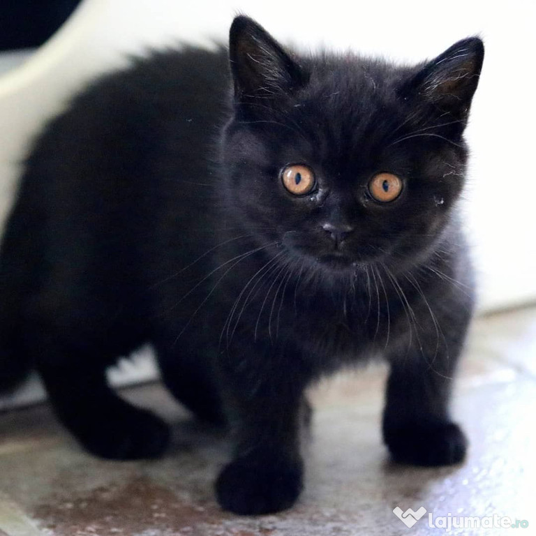 British Shorthair black