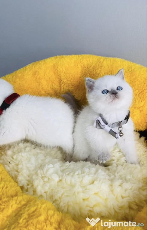 British Shorthair white