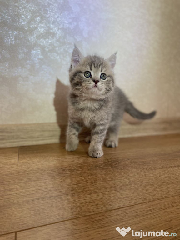 British shorthair puiuți superbi