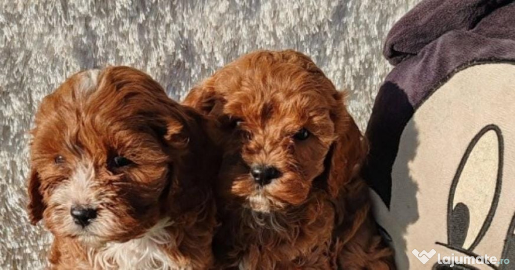 Pui de cavapoo femele și masculi