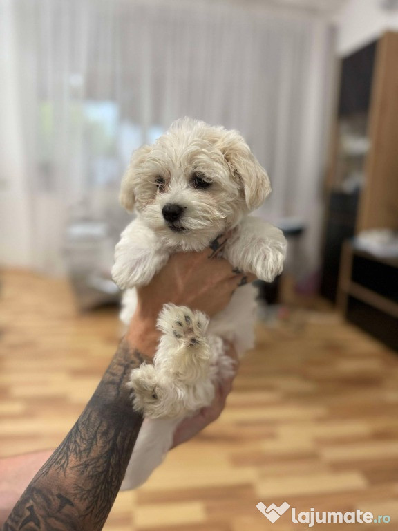 Bichon maltez de vanzare
