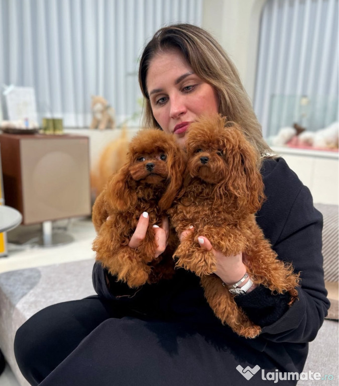 Poodle Toy ( Caniche pitic ) Pedigree Fci Bear face