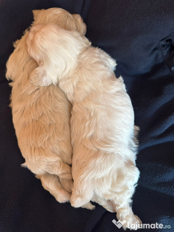 Vand Bichon Maltez Mini Toy