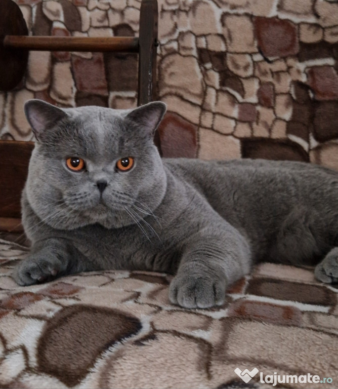 British Shorthair