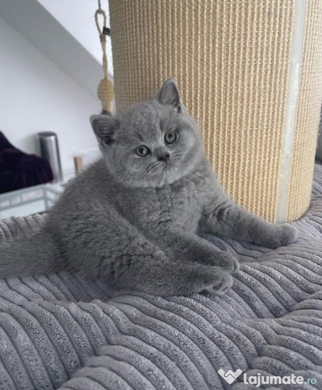 British Shorthair blue