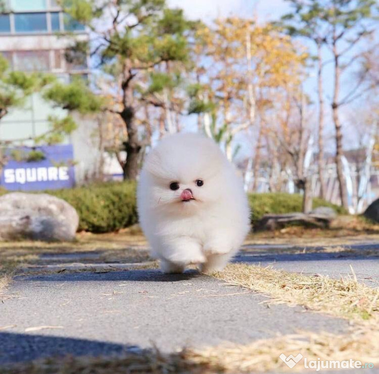 Pomeranian boo alb