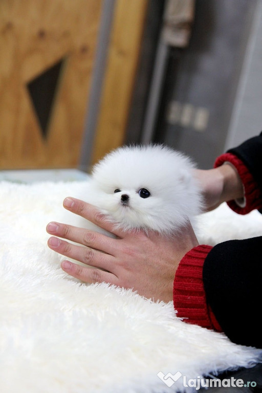 Pomeranian talie muca teacup