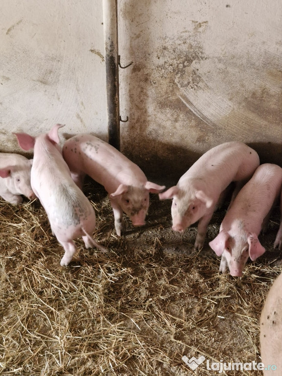 Vând purcei și porci