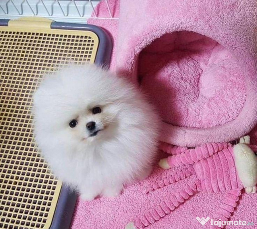 Pomeranian tip ursulet mini