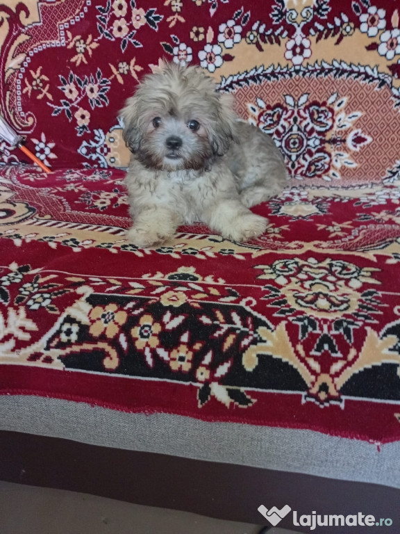 Vând Bichon Havanez