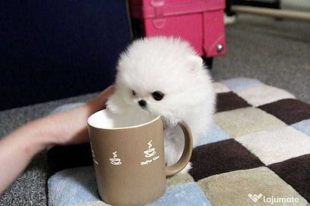 Pomeranian Boo mini