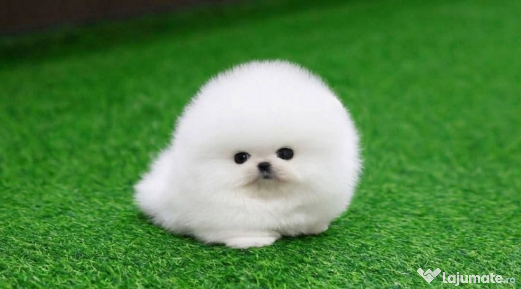 Pomeranian mini boo