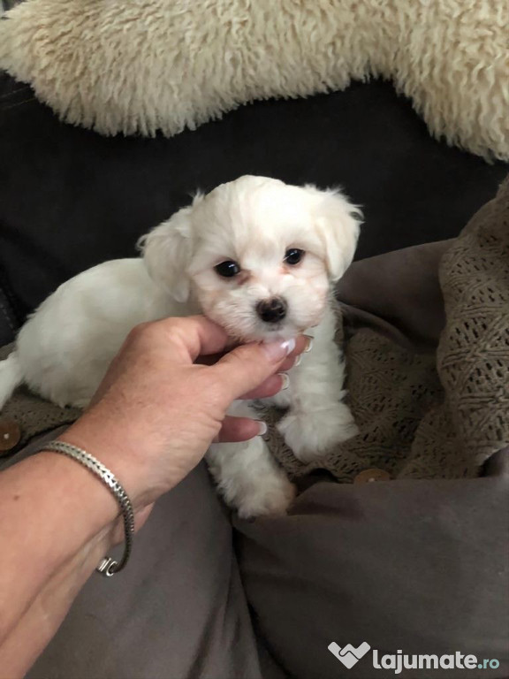 Vand Bichon Maltez
