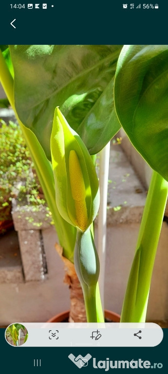 Plante alocasia de mărimi diferite