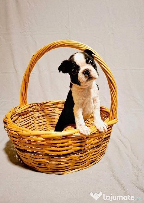 Pui Boston Terrier din linii de sânge campioni