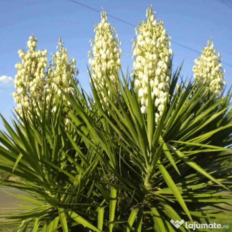 Yucca de gradina