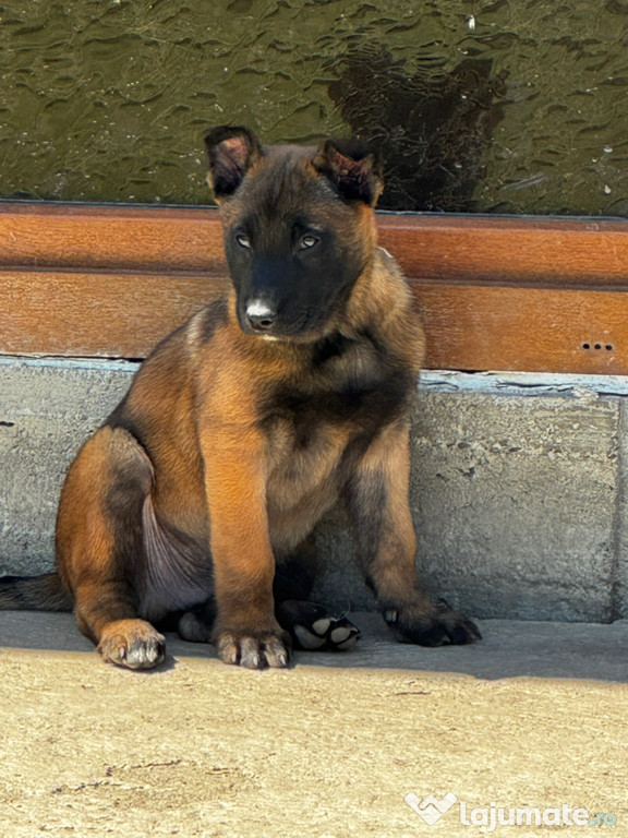 Pui Ciobănesc Belgian Malinois