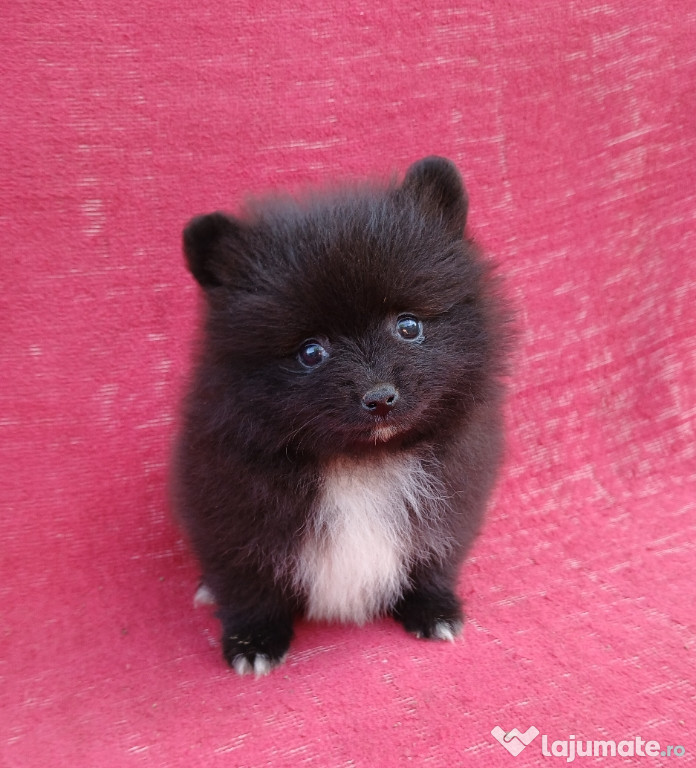 Asigur transport !!! Pui Pomeranian cu Pedigree !!!