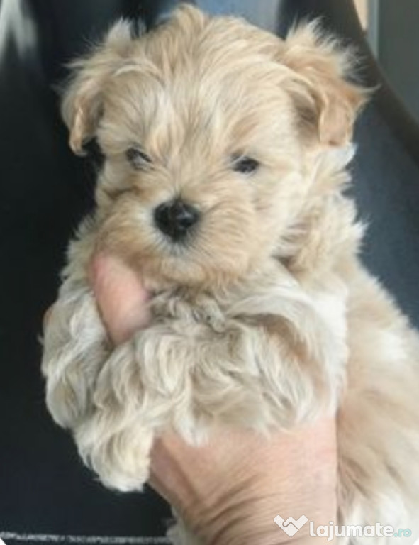 Bichon maltez talie mica