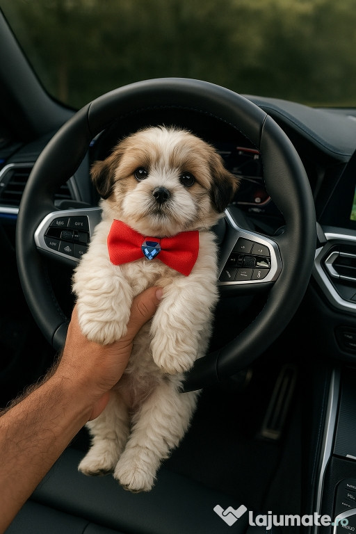 Bichon maltez mini toy