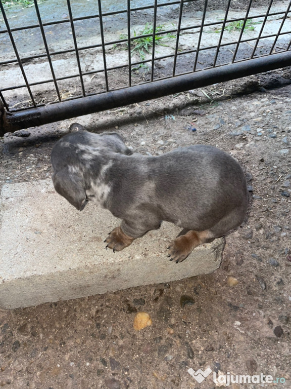 Catel teckel blue-alb