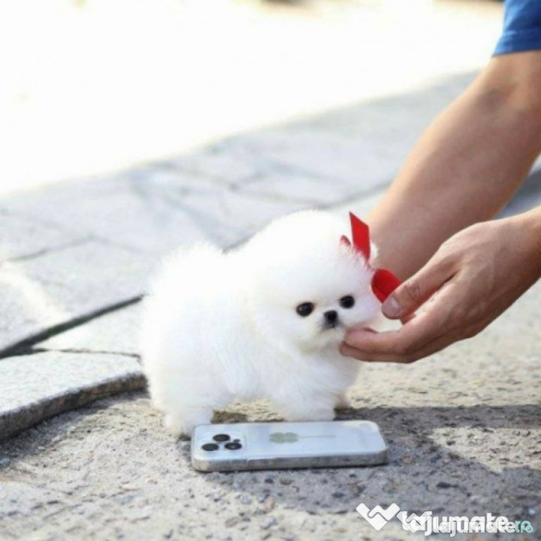 Pomeranian poze reale mini de buzunar