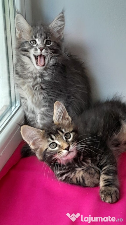 Maine coon băieței și fetițe