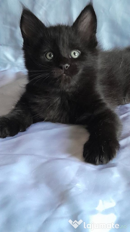 Maine coon băieței si fetite superbi