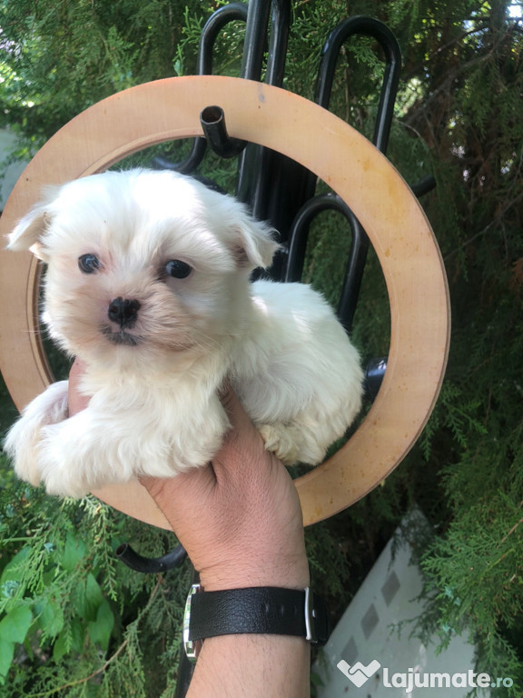Bichon maltez alb doua luni