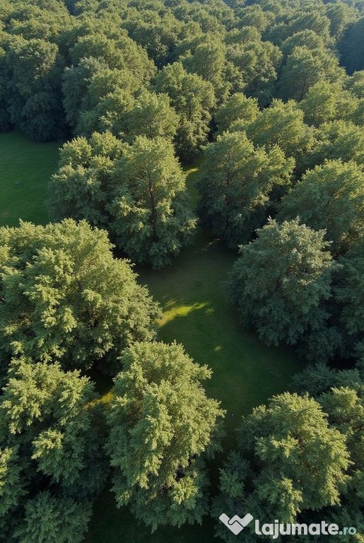 143 ha pădure de stejar, Brasov – maturitate forestier...