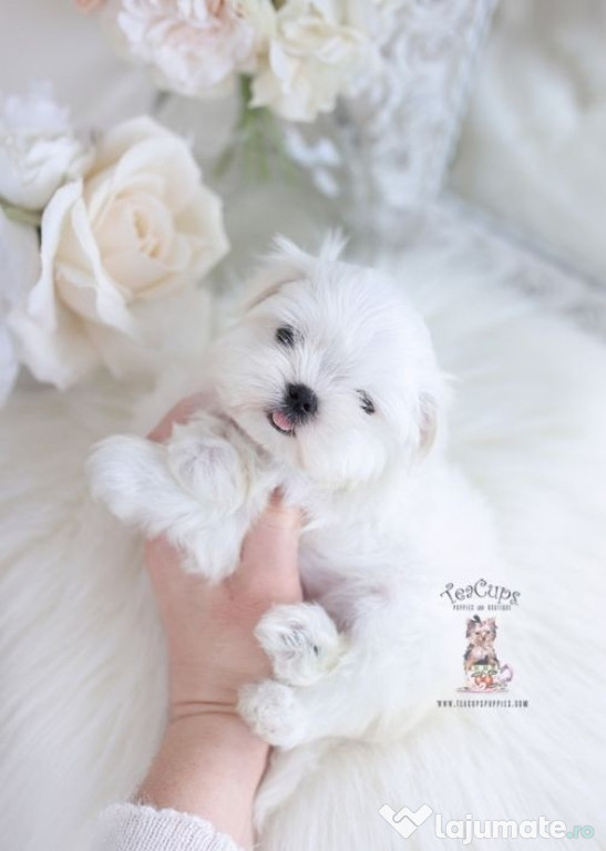 Bichon maltez mini toy