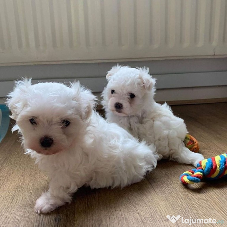 Pui Maltezi Inteligenți **Adopție GRATUITĂ**