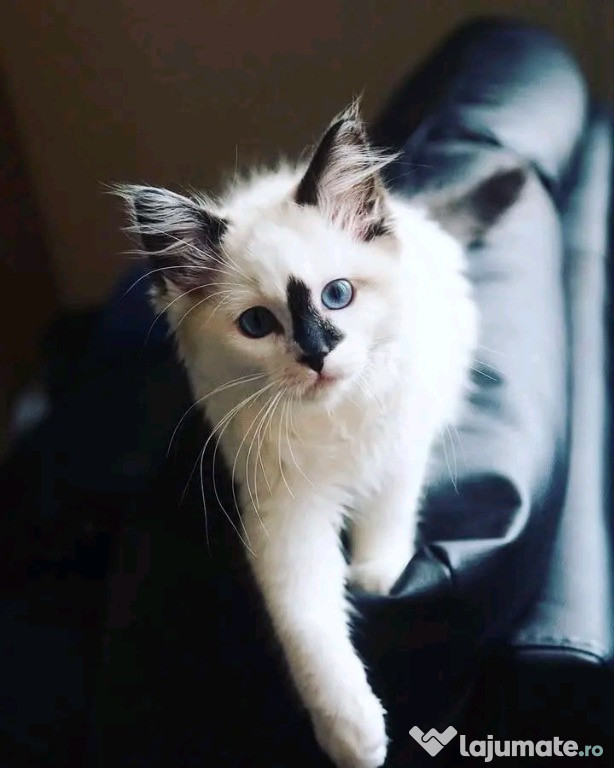 Pisicuțe Ragdoll adorabile care își caută căminele permanente
