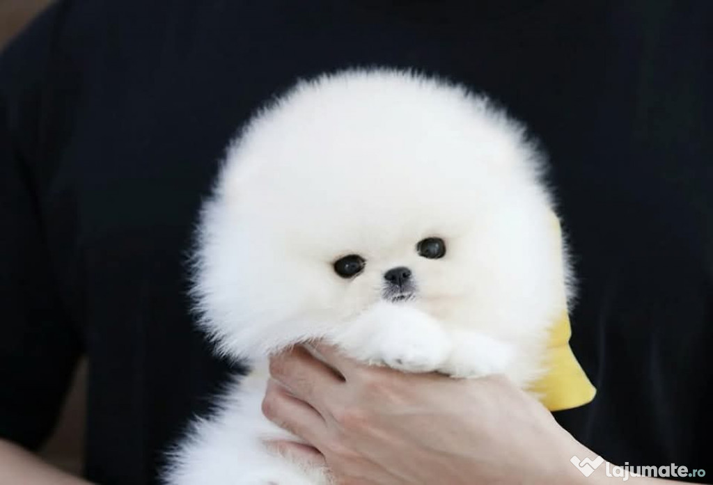Pomeranian cei mai frumoși boo original