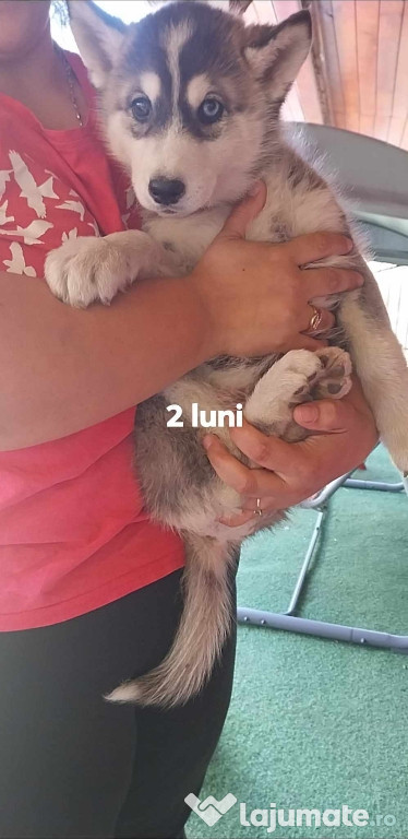 Husky Siberian 2 luni