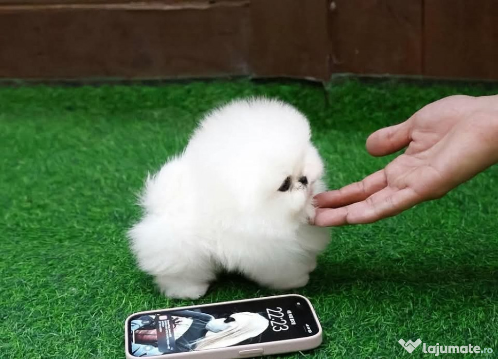 Pomeranian teacup boo original