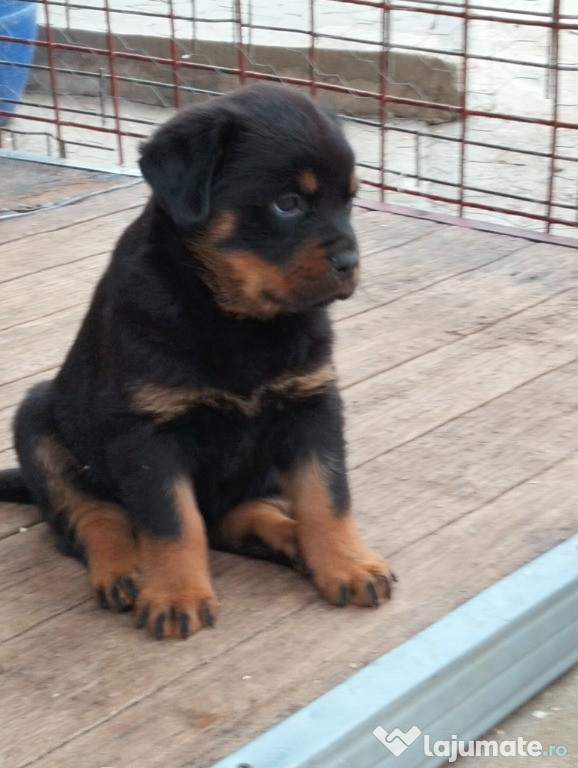 Vând pui rottweiler