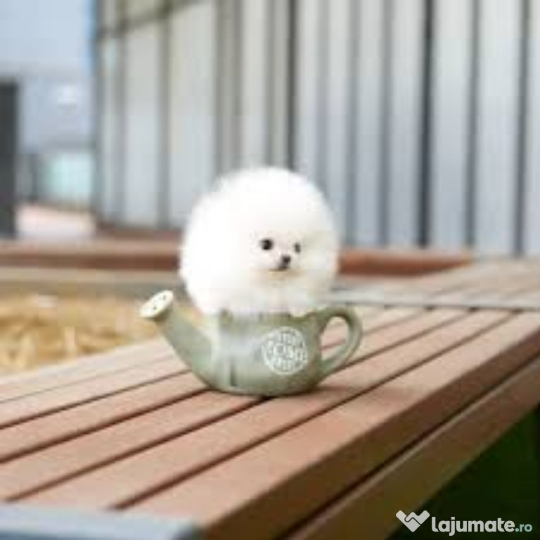 Pomeranian ursuleț teacup